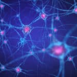 50901441 – neural network , brain cells , human nervous system , neurons