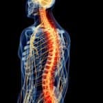 43182918 – medically accurate illustration – painful spine