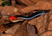 World’s Most Venomous Snake Could Hold Key To Pain Relief