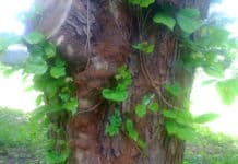 Scientists Find New Way to Stop Poison Ivy’s Itch