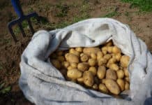 Genetically Modified Potatoes Clear USDA Hurdle