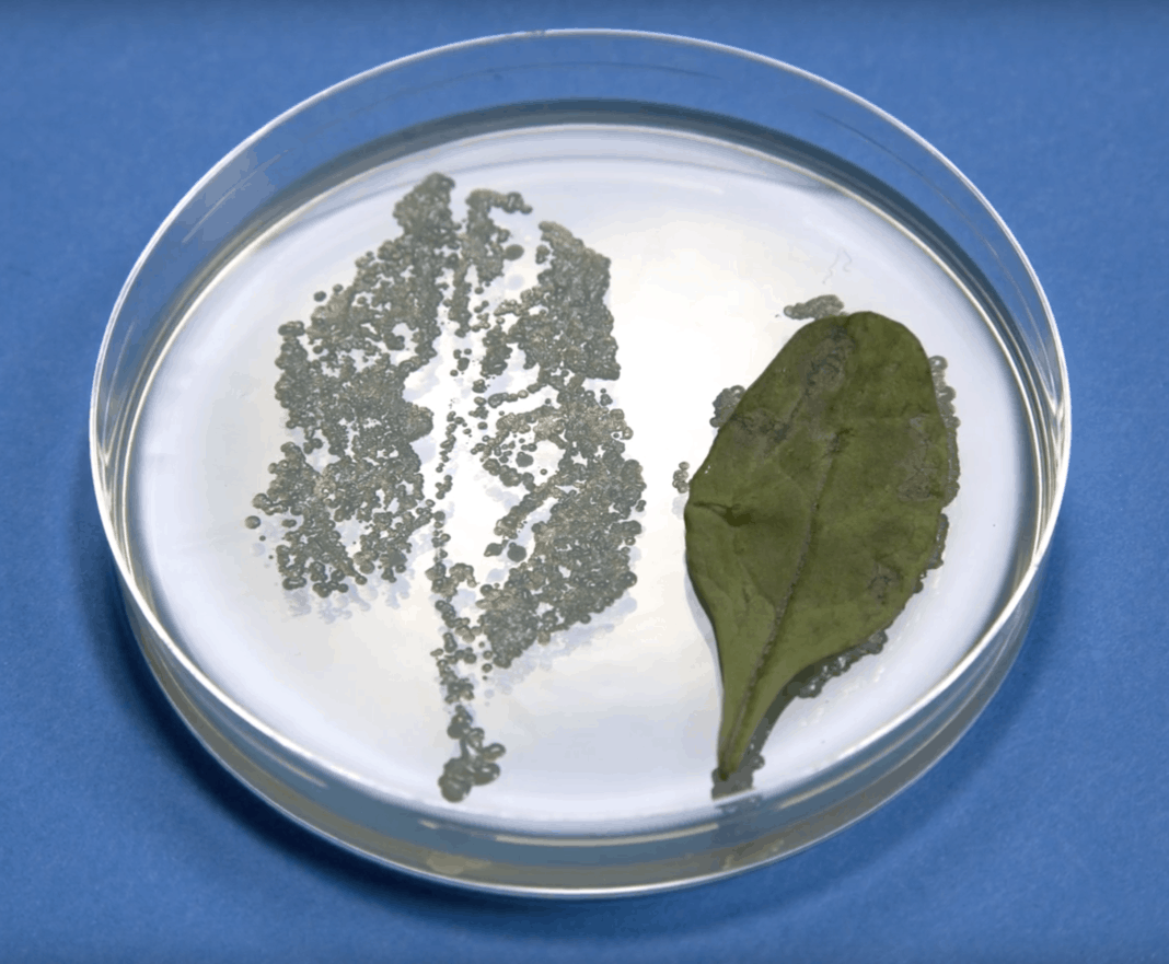 Bagged Salads Could Be a Breeding Ground for Salmonella