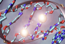 Breakthrough Gene-Editing Study Returns Sight to Blind Animals