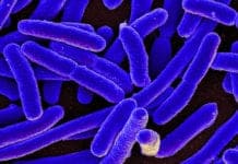 Good Bacteria Can Limit E. Coli, Salmonella Infections