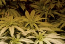 Marijuana Could Help to Ease Substance Abuse, PTSD