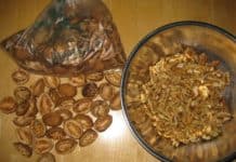 Eating Walnuts Improves Moods of Men, Not Women