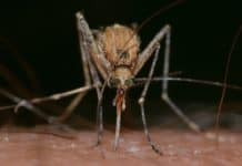 Real or Fake? Facebook Zika Headlines Put to the Test