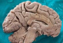 Brain ‘Adulthood’ Continues to Baffle Scientists