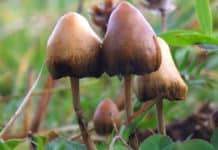Hallucinogenic ‘Shrooms’ Relieve Depression, Anxiety in Cancer Patients: Study