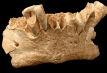 Fossils Show Cavemen Ate Butterflies and Used ‘Toothpicks’