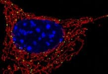 New Technique Could Detect Skin Cancer Without a Biopsy