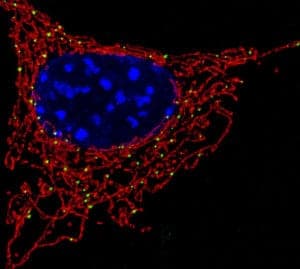 Mitochondria (red) are organelles found in most cells. They generate a cell's chemical energy.  Caption/Image Credit: NICHD/U. Manor 