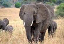 Elephants May Hold the Key to Curing Cancer