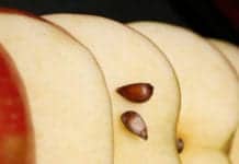 GMO Apples That Never Brown Are About to Hit Stores