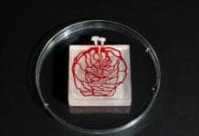 3D-Printed Blood Vessels Successfully Implanted Into Monkeys