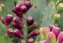 These Mediterranean Plants May Fight Alzheimer’s and Parkinson’s