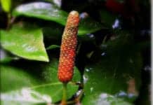Research Reveals How Indian Long Pepper Works to Fight Cancer