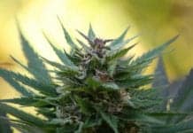 Treating Chronic Pain With Cannabis Could Be Less Addictive Than Opioids