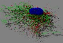 Removing These Cells Could Help People to Regrow Hair