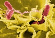 Salmonella Could Be Used to Fight Brain Cancer