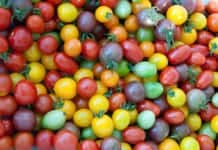 5 Foods to Boost Your Immune System