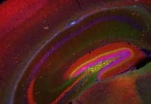 Memory Implants? New Research Could Make Them Possible