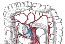 Discovery of New Human Organ Is Changing Medicine