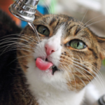 Drink Lots Of Liquids