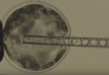 Scientists Create First Human-Pig Hybrid in Breakthrough Study