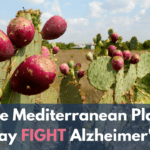 These Mediterranean PlantsMay Fight Alzheimer’s