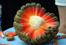 7 Bizarre Foods That’ll Make You Do a Double Take