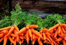 Want to Look More Attractive? New Study Says Eat Carrots