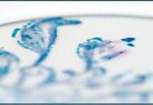 Balancing Gut Bacteria Could Be the Key to Solving Chronic Stomach Problems