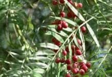 Peppertree Berries May Fight Deadly Superbugs