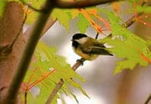 Bird Watching May Reduce Anxiety and Depression