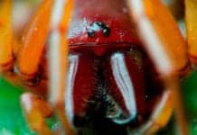 Deadly Spider Venom Holds Promise as Stroke Treatment