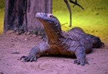 Komodo Dragon Blood Could Be Used to Fight Infections