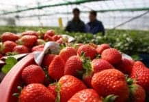 Strawberries Top the ‘Dirty Dozen’ List of Produce Containing Pesticides