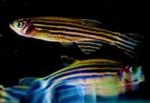 This Fish May Teach Humans How to Regenerate Eye Cells