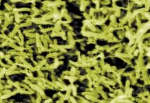 CRISPR Pills Could Replace Antibiotics