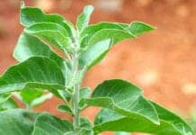 This Natural Indian Herb Might Help You Fall Asleep