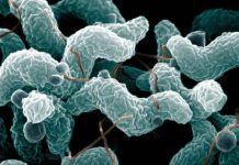 Salmonella Is No Longer King of Food Poisoning