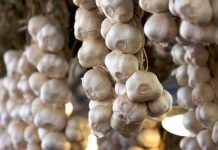 Men Who Eat Garlic May Smell More Attractive to Women