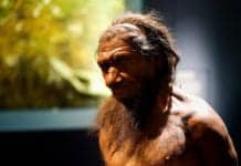Stone Age Cannibalism Was Not About Nutrition: Study