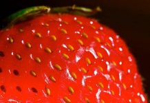 Strawberries Found to Knock Down Breast Cancer in Mice