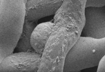 Now Printing: 3D Ovaries That Can Produce Offspring in Mice