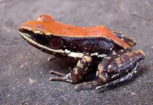 Frog Slime May Protect Against Deadly Flu Strains