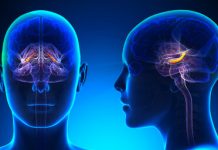 Teen Depression May Be Linked to Hippocampus Size