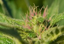 Adult Cannabis Use May Improve Cognitive Function