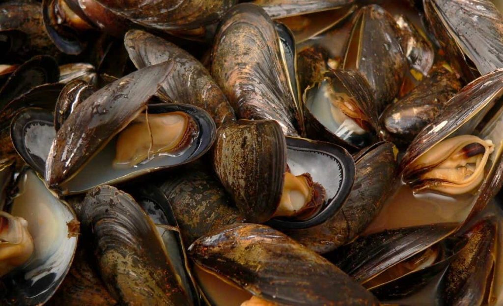 Mussel Secretions May Help Reduce Scars
